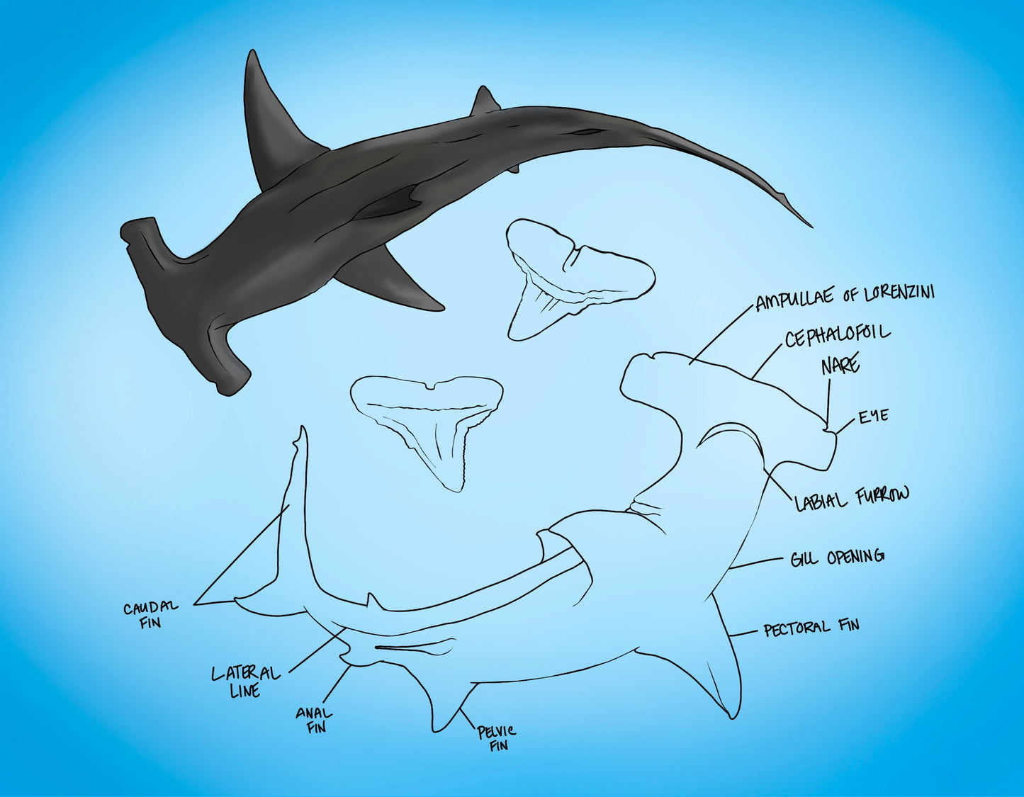 Digital Illustration | Shark Anatomy