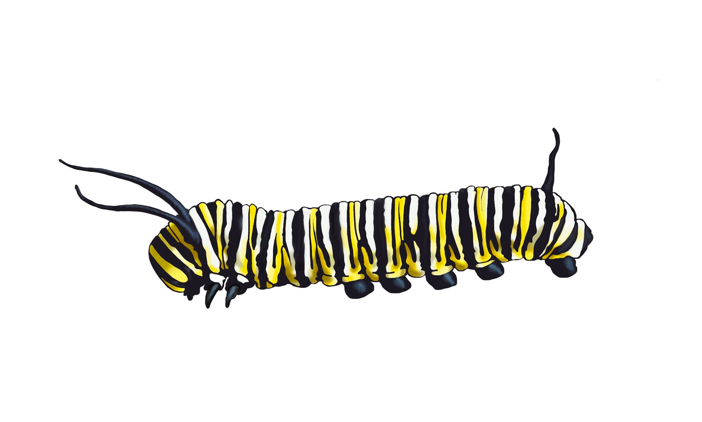 Sticker | Monarch Butterflies