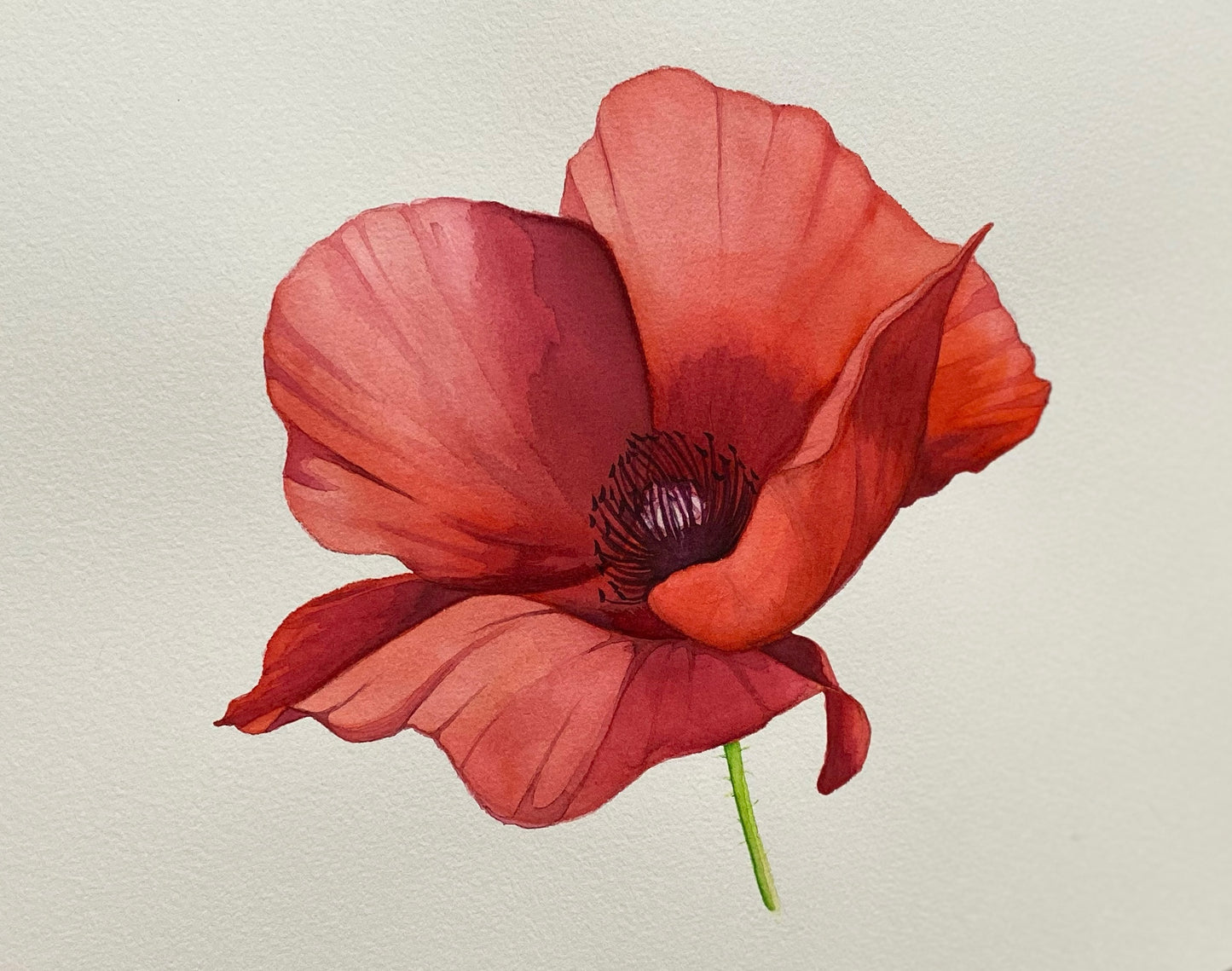 Watercolor | Red Peony