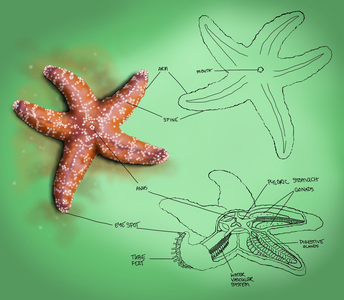 Digital Illustration | Star Fish Anatomy