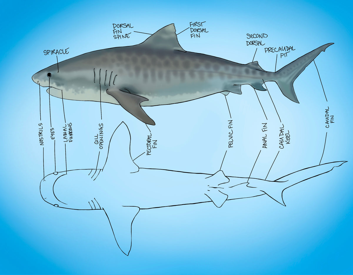 Basic Shack Anatomy Digital Illustration | Shark Anatomy – DibbleDabbble