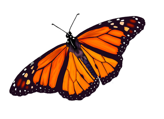 Sticker | Monarch Butterflies