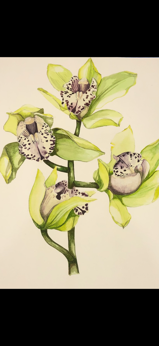 Watercolor | Green Orchid